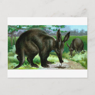 Cartão Postal Aardvark