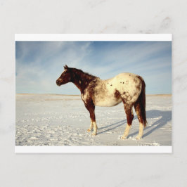 Cartão Postal Aare Appaloosa no inverno