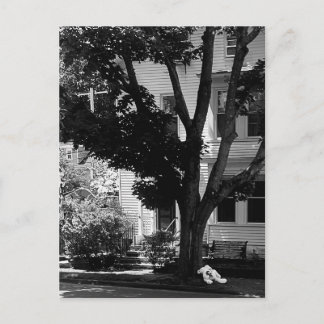 Cartão Postal Abandoned Stuffed Teddy Bear Under Tree Postcard