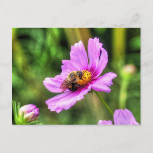 Cartão Postal Abeja en Cosmos Rosa