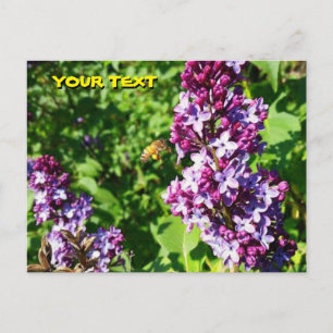Cartão postal Abelha Ama Lilases 