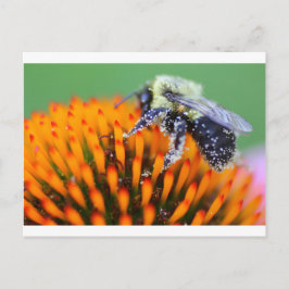 Cartão Postal Abelha coberta de pólen em Coneflower