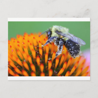 Cartão Postal Abelha coberta de pólen em Coneflower