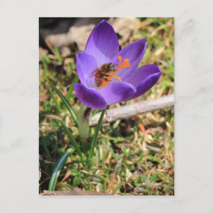 Cartão Postal Abelha De Mel Em Crocus