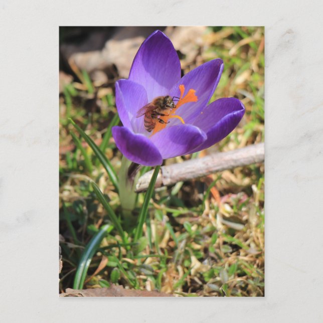 Cartão Postal Abelha De Mel Em Crocus (Frente)