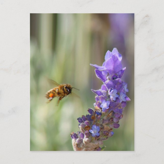 Cartão Postal Abelha de mel na Lavanda (Frente)