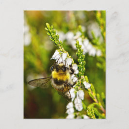 Cartão Postal Abelha em Lucky White Heather