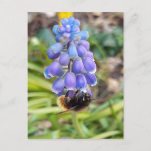 Cartão Postal Abelha em Muscari Armeniacum , Grape Hyacinth