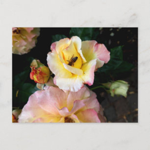 Cartão Postal Abelha em Rosas Amarelas Rosadas Flores