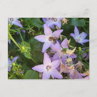 Cartão Postal Abelha em uma flor
