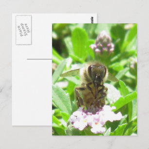 Cartão postal – Abelha Melífera numa Flor