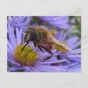 Cartão Postal Abelha Na Flor