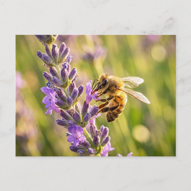 Cartão Postal Abelha na Lavanda (Frente)