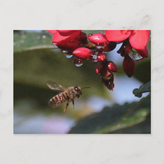 Cartão Postal Abelha Ocupada