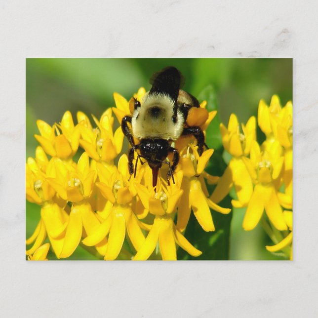 Cartão Postal Abelha se alimentando de flores silvestres de Butt (Frente)