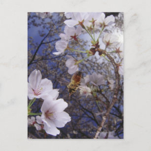 Cartão Postal Abelha se aproximando da floração de Cherry, vis