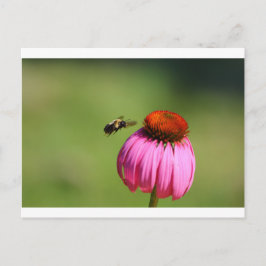 Cartão Postal Abelha voando em direção a uma Coneflower, Ohio