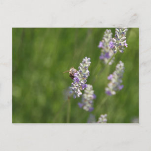 Cartão Postal Abelhas