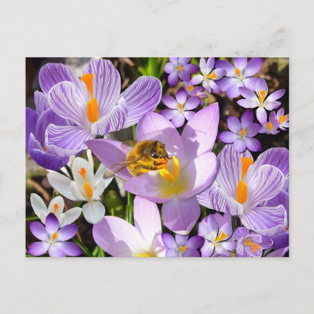 Cartão Postal Abelhas Coletando Néctar de flores Crocus (Frente)