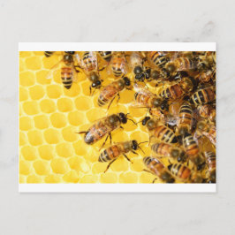 Cartão Postal Abelhas Colmeia Mel Comb Sabor Amarelo