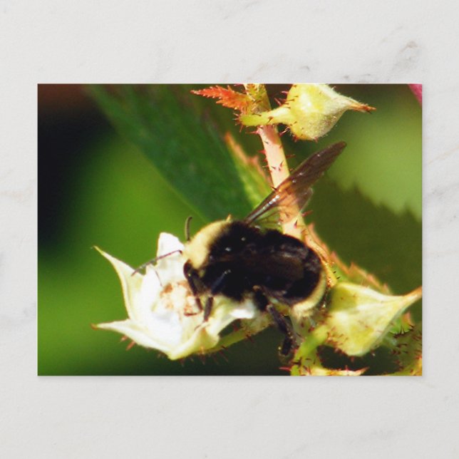 Cartão Postal Abelhas De Framboesa (Frente)