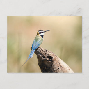 Cartão Postal Abelhas de garganta branca