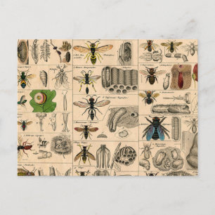 Cartão Postal Abelhas De Inseto Insetos Vaza História Natural