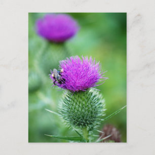 Cartão Postal Abelhas de mel e Thistle