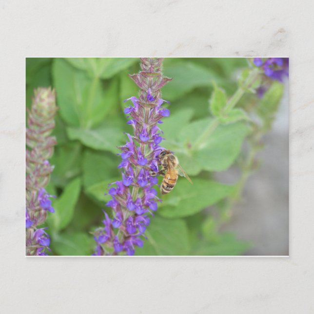 Cartão Postal Abelhas de mel em Salvia Officinalis (Frente)