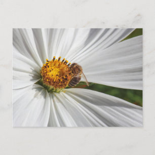 Cartão Postal Abelhas de mel em uma flor branca do Cosmos