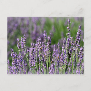 Cartão Postal Abelhas de mel nas flores das Lavandas