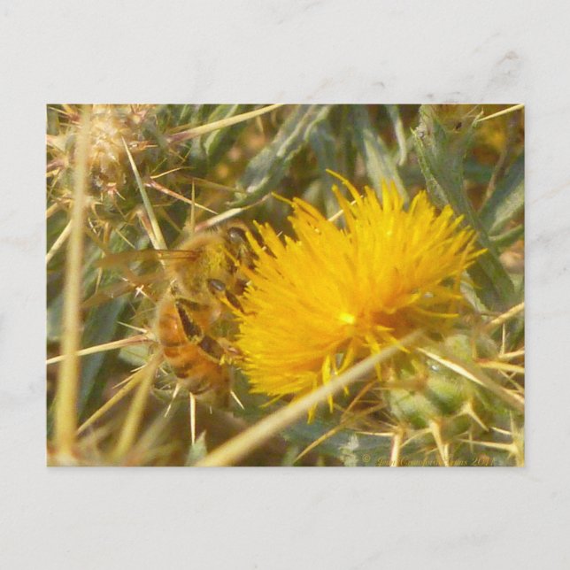 Cartão Postal Abelhas e Estrelas (Centaurea solstitialis) (Frente)