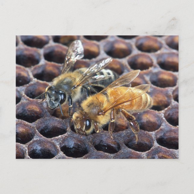 Cartão Postal Abelhas Honeycomb (Frente)