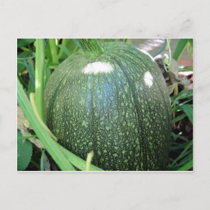 Cartão Postal Abóbora Verde
