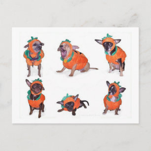 Cartão Postal Abóboras Chihuahua
