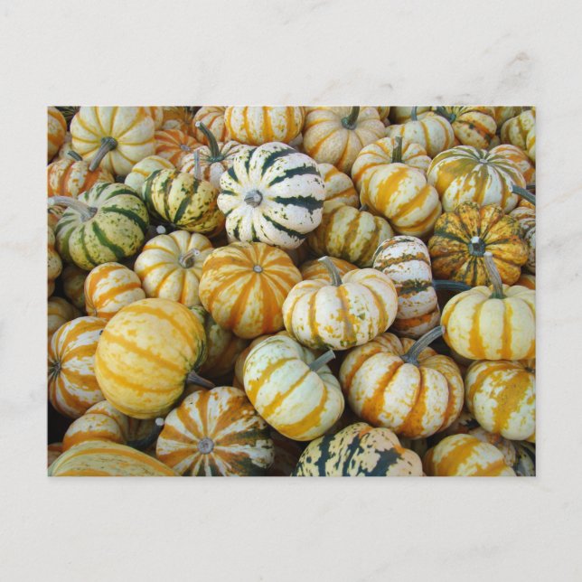 Cartão Postal Abóboras de Outono Laranja e Verde (Frente)