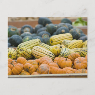 Cartão Postal Abóboras e abóbora na tela do agricultor