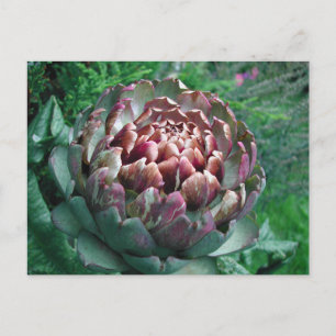Cartão Postal Abra a Artichoke Plant.