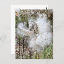 Cartão Postal Abra Milkweed Pods | Sementes de Seda |
