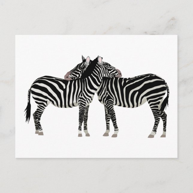 Cartão Postal Abraçando Zebras (Frente)