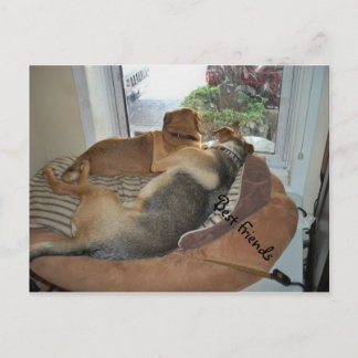 Cartão Postal Abraçar Cachorros Compartilhando Uma Visão