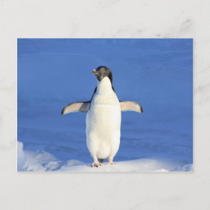 Cartão Postal abraço de dança feliz do pinguim