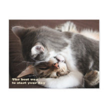 Abraço engraçado do aperto dos gatos