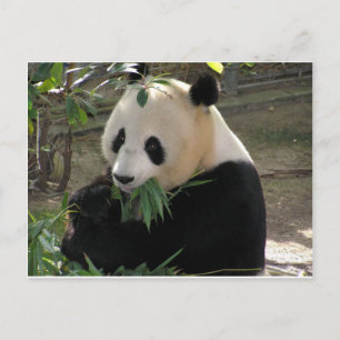 Cartão Postal Abraços de Urso Panda