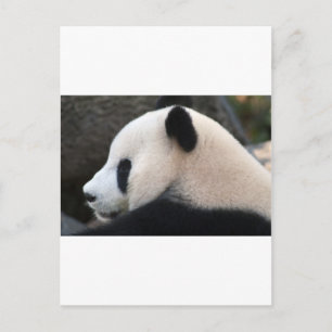 Cartão Postal Abraços de Urso Panda