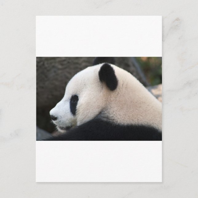 Cartão Postal Abraços de Urso Panda (Frente)