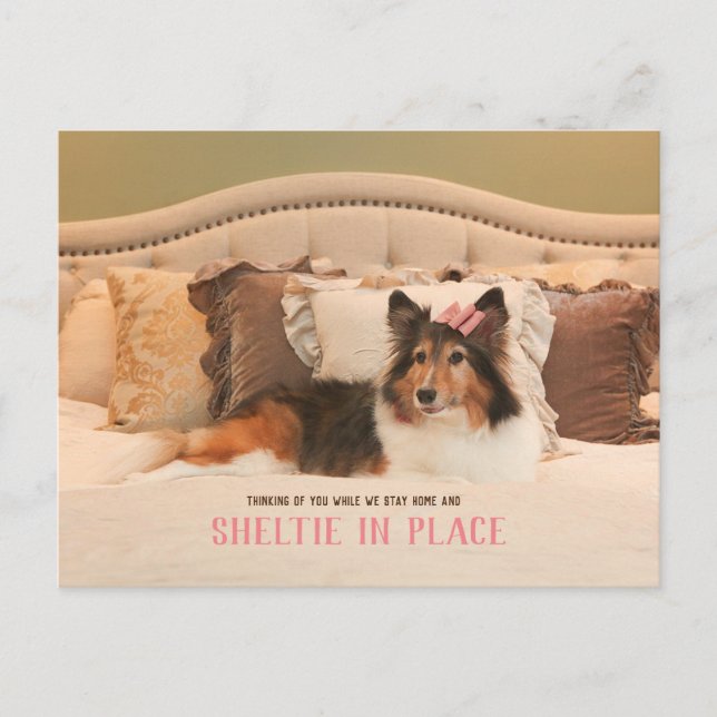 Cartão Postal Abrigo para cães em branco no lugar | Sheltie Post (Frente)