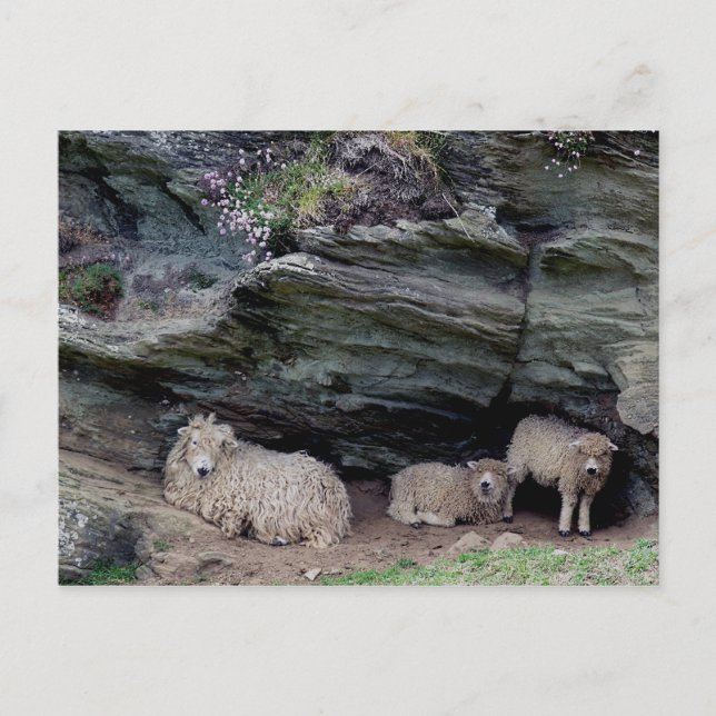 Cartão Postal Abrigos para a família Devon Long Wool Sheep (Frente)