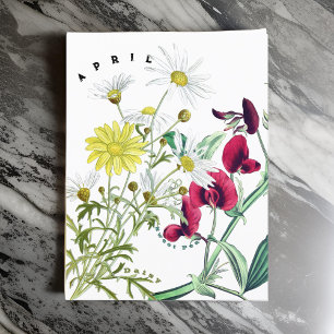 Cartão Postal Abril Mês Flores Ervilha Doce e Daisy