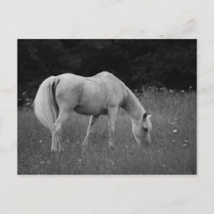 Cartão Postal Abril o Arabian